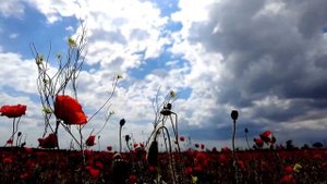 "В горнице моей светло" (cover)