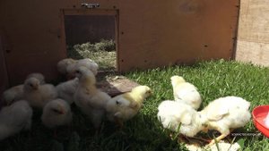 Цыплята 2й день на улице