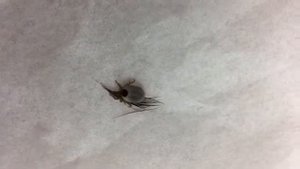 Dog and Cat Paralysis Tick alive and kicking!