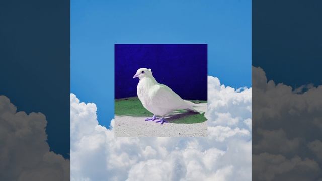 White Dove