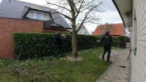 Kustorez. Laurel Hedge cutting!