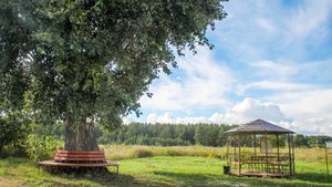 Колунинский тополь - звезда ТВ!