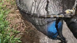 Mencari Mainan Hanyut Tayo The Little Bus,Rogi, Lani, Gani, Robocar Poli, Amber, Helly, Roy, Max,Ca