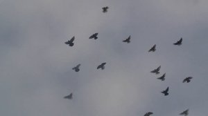 Николаевские голуби, Одесса 08.12.2018