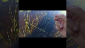 #мормышинг | Приманка "швабра" из ПВА швабры | ЖИРНАЯ КРАСНОПЕРКА |