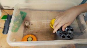 Чем можно кормить улиток Ахатин. Чем нельзя кормить.