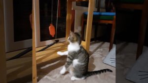 Тюпа и конфета