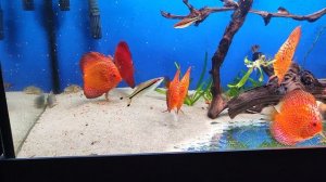 Пиджены & Мальборо.mp4