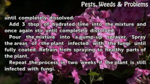 How to Use Copper Sulfate As a Fungicide
