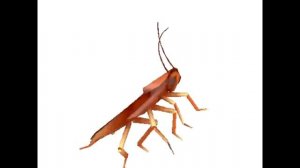 Танцующий Таракан 1 час