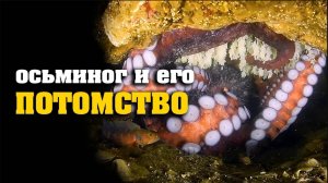 Гигантский ОСЬМИНОГ Дофлейна и его потомство.