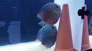 Leopard Discus fish Pair laying eggs on the Tropical Kegel Spawning cone