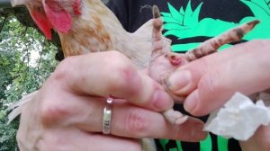 Две курочки несут правильное яйцо😊Натоптыш у курочки ,лечим.