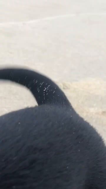 Вывели первый раз на пляж)) смотреть онлайн