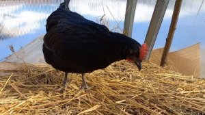 Молодки Сильверудд блу занеслись в 5.5 месяцев, вес яиц🥚