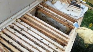 Как делать медовик. Обучение пчеловодству на пасеке клиента на основе семьи и отводка, где нет матк