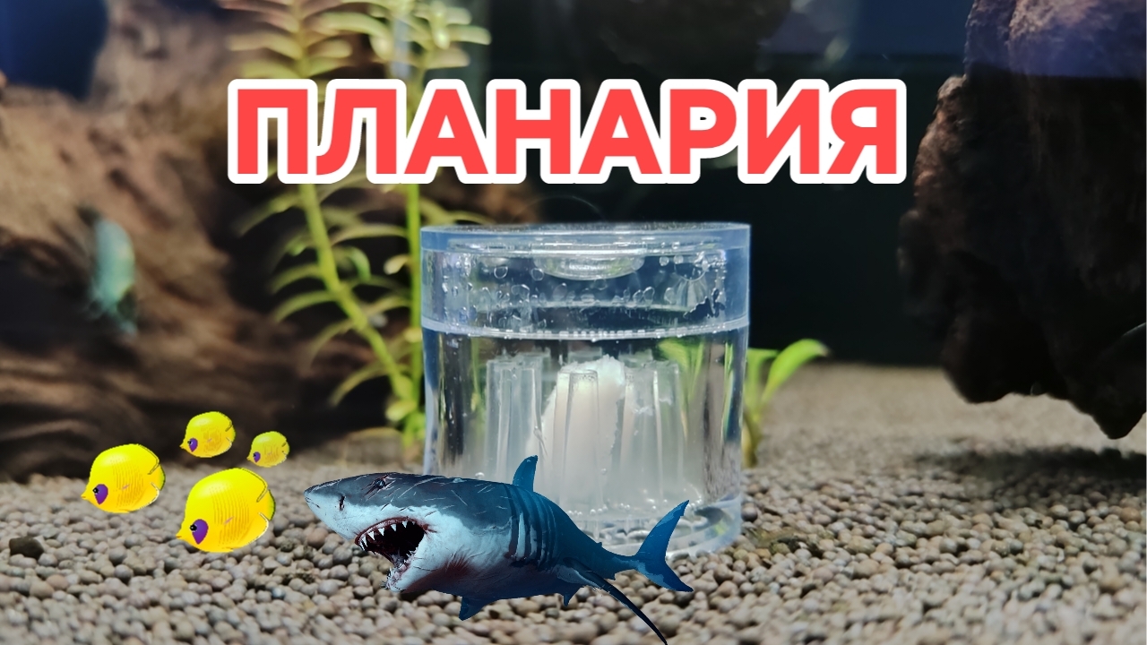 В кубике Tetra завялась планария. Ловушка для планарий. смотреть онлайн