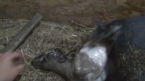 Камерунская коза окотилась. Кормление малышей