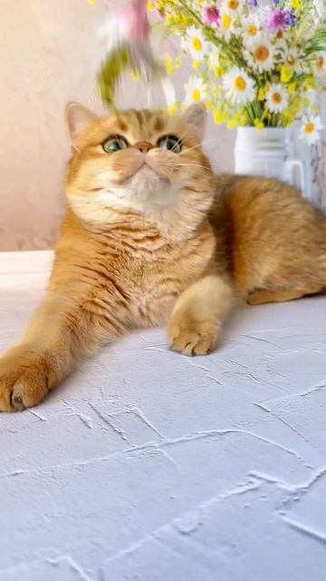 #шотландскийвислоухий #cat #золотаяшиншилла #pets #cutecat