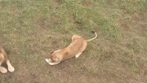 ЗЕВС, СОНЕЧКА и АЛЕКС наслаждаются угощением! Парк львов Тайган #тайган