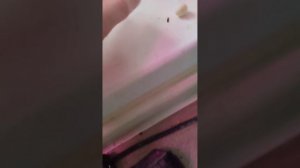 амадины снесли яйца?¿?🥚🥚