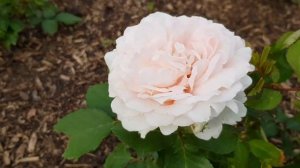 Роза Clair Renaissance (Poulsen, 1997) 21 июля 2022 г.