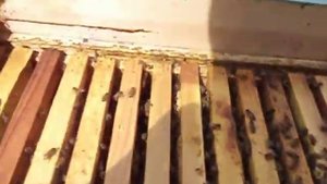 ПЧЁЛЫ . СТАВИМ НАДСТАВКУ ЧЕРЕЗ РАЗДЕЛИТЕЛЬНУЮ РЕШЕТКУ .