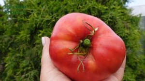 Томат ЯША ЮГОСЛАВСКИЙ. Обзор сортов ТОМАТОВ!