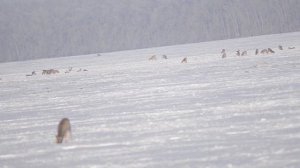 Стадо косуль в Кочковском районе