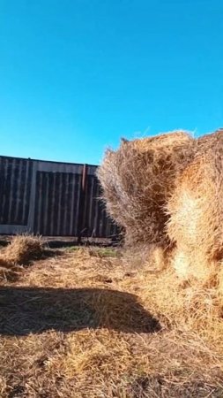 Fake Situation! ТГК:DanilaFermer #shorts #farmlife #farming #деревня #замедленнаясьемка