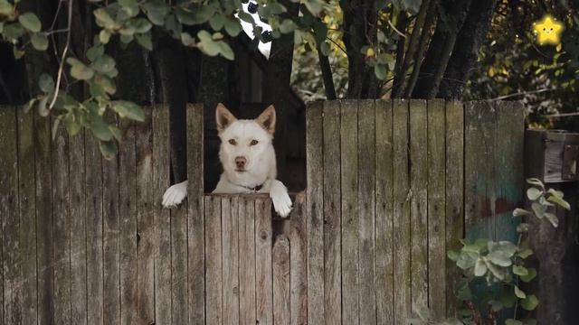 Домашние животные Названия и звуки Корова Лошадь Свинья Овца и другие животные для детей смотреть онлайн