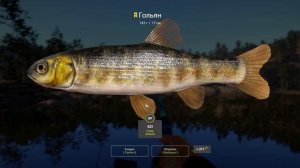 РР4 троф гольян куори