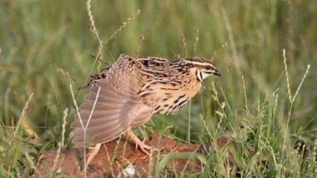 Batair ki awaz suba 🌾 گندم کی شکار کے لئے بہترین بٹیروں کی سپیشل زبردست آواز