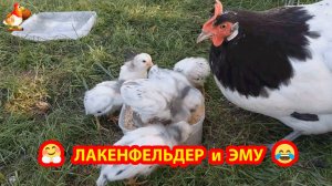 Наседка Лакенфельдер и страусята Эму ❣️🤗😍