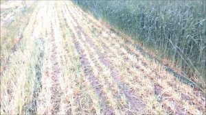 Кормоуборочный комбайн Рось 2 прицепной