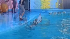 Девочка и дельфин