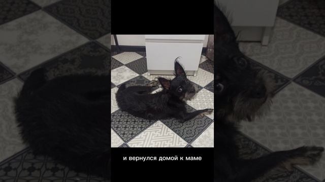 Наш любимый Чак