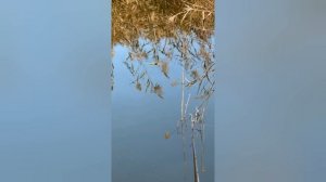 рыбалка на поплавок