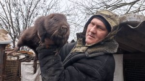 Выманиваем самца из-под клетки. Бесконечный ремонт! Илью сослали в погреб. 26.01.25