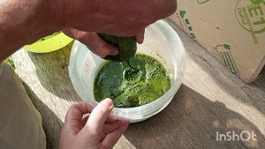 СОК ЛОПУХА БУДУ ПИТЬ КАК Я ЕГО ДЕЛАЮ.