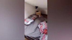 13 Приколы С Животными