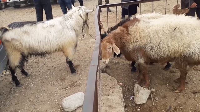 🐏🐑 МОЛБОЗОР Н АШТ КУЙ КУЗИЛАР НАРХИ | СКОТНЫЙ РЫНОК В ТАДЖИКИСТАНЕ | Нарххо арзон