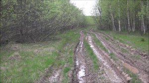 Нагонка по зайцу. Русская гончая Лира вл. Измайлов Физули.