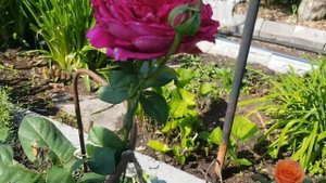 Роза Johann Wolfgang von Goethe Rose (чайно-гибридная, Hans Jürgen Evers Германия, 2004) 10.07.2022