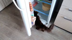 Кот ворует из холодильника