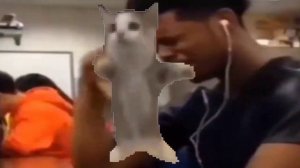 кот шнапи флексит в разных мемах: