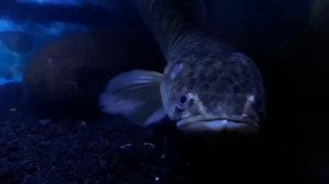 My 25 cm CHANNA STRIATA