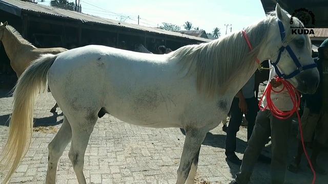 Harga Kirim Kuda Ke Jawa dari Pasar Ini | Pasar Kuda | Kuda Part 170 смотреть онлайн