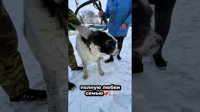Привязанного к столбу в заброшенном доме спасли от клещей! | Брауни
