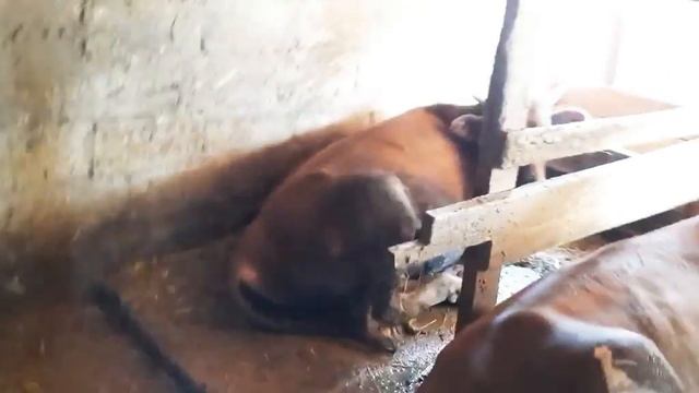 откорм быков